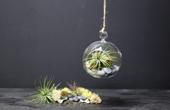 DIY- TERRARIUM