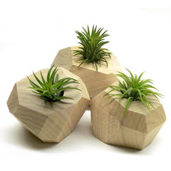 PLANTERS