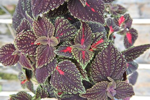 Coleus