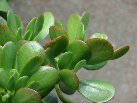 Crassula