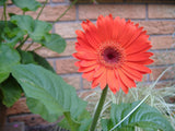 Gerbera