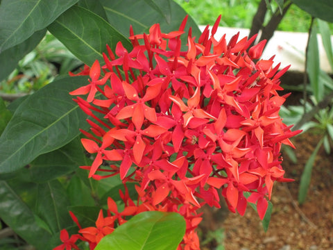 Ixora