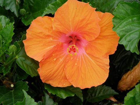 Hibiscus