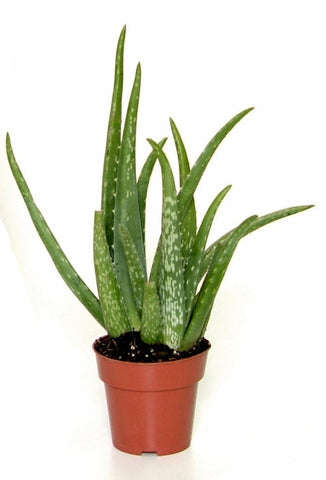 aloe vera-medicinal plant-herbs-aloe