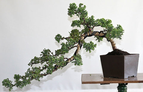 BONSAI