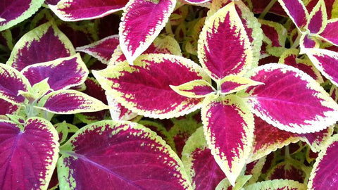 Coleus