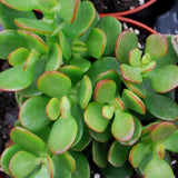 Crassula