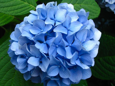 Hydrangea