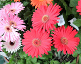 Gerbera