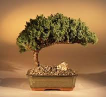 BONSAI- JUNIPER