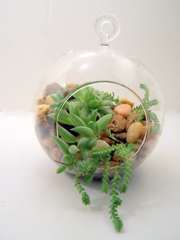 TERRARIUM